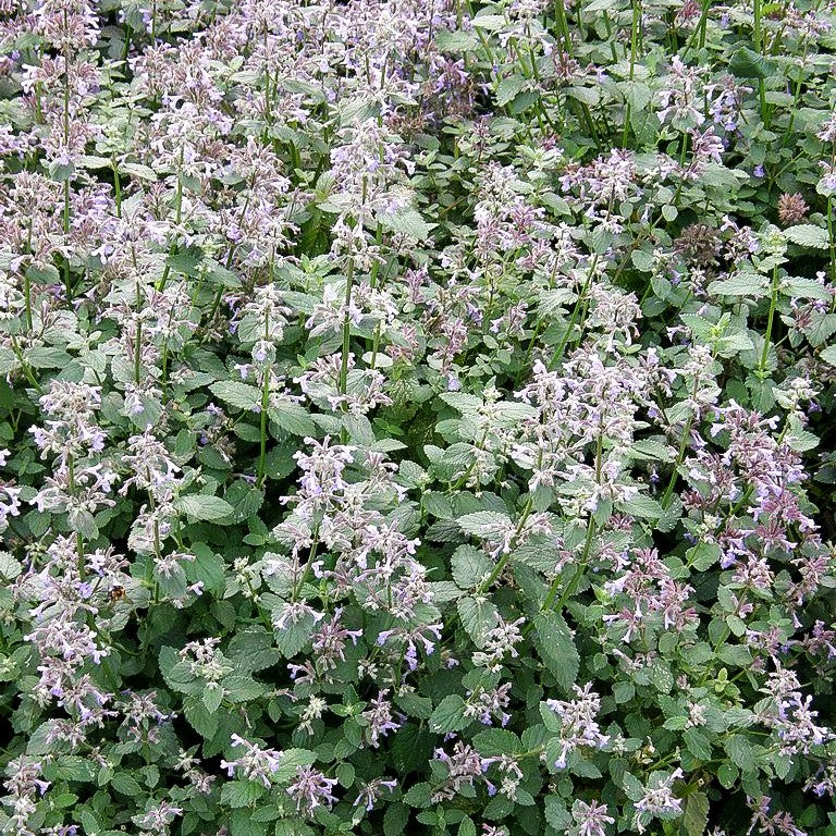 Großblütige Katzenminze 'Bramdean' (Nepeta grandiflora)