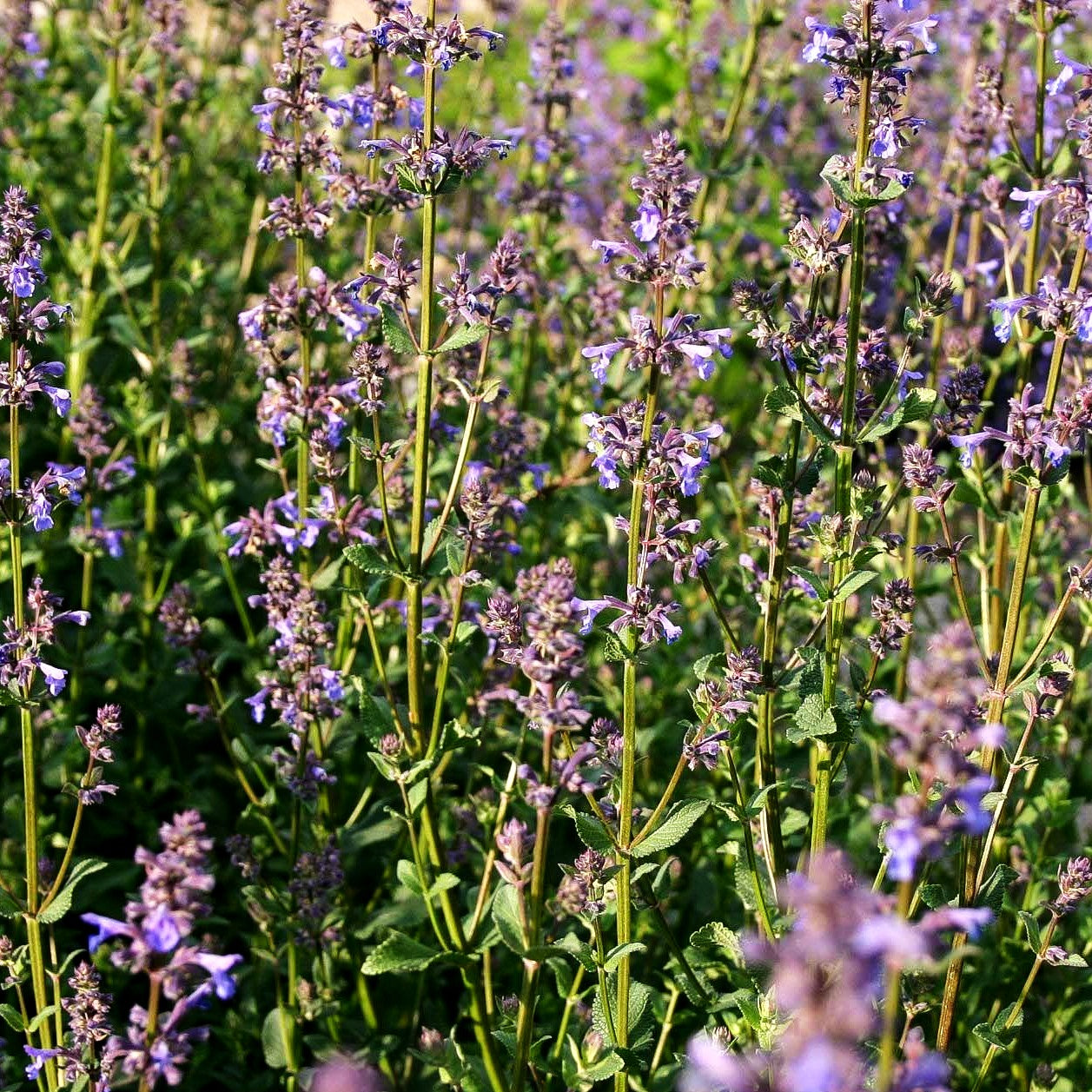 Großblütige Katzenminze 'Bramdean' (Nepeta grandiflora)