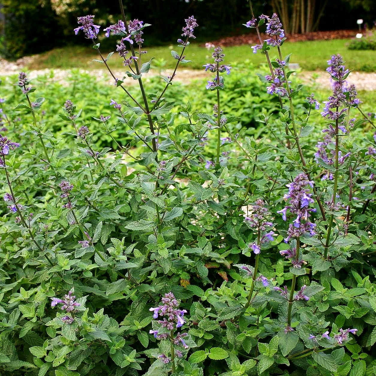 Großblütige Katzenminze 'Bramdean' (Nepeta grandiflora)