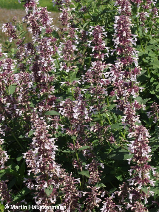 Großblütige Katzenminze 'Dawn to Dusk' (Nepeta grandiflora)