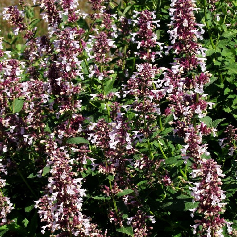 Großblütige Katzenminze 'Dawn to Dusk' (Nepeta grandiflora)