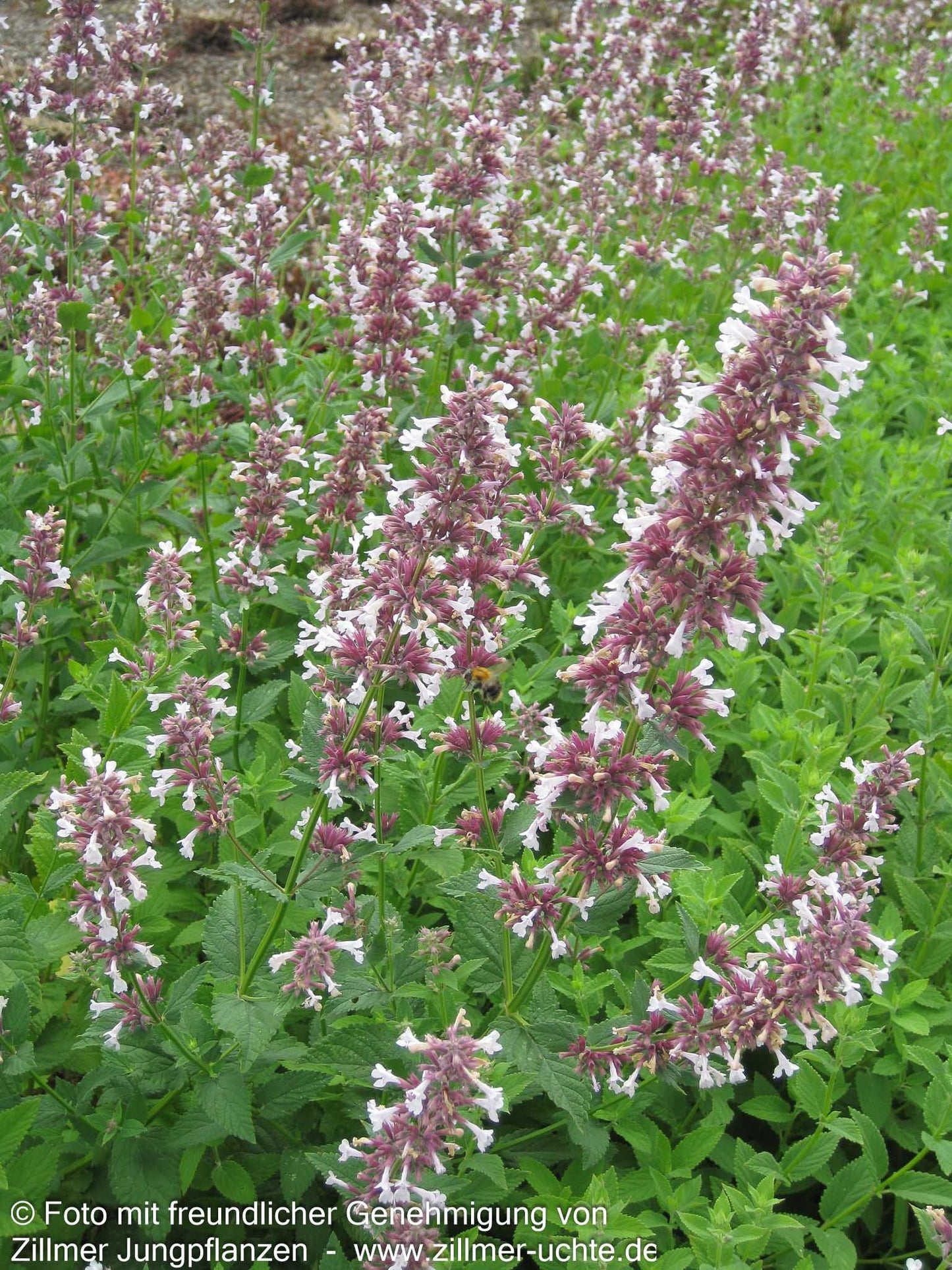 Großblütige Katzenminze 'Dawn to Dusk' (Nepeta grandiflora)