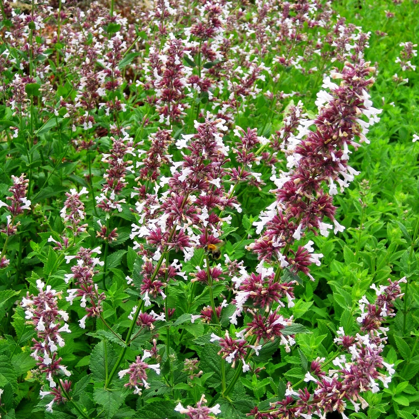 Großblütige Katzenminze 'Dawn to Dusk' (Nepeta grandiflora)
