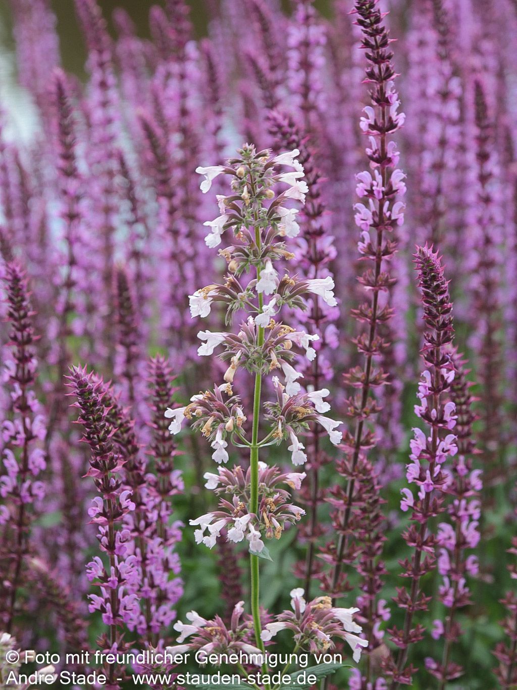 Großblütige Katzenminze 'Dawn to Dusk' (Nepeta grandiflora)