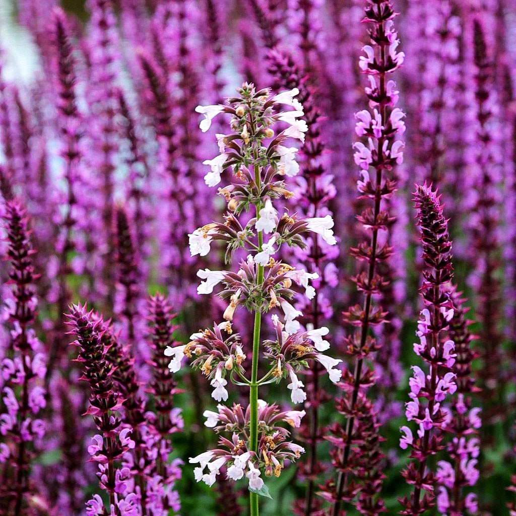 Großblütige Katzenminze 'Dawn to Dusk' (Nepeta grandiflora)
