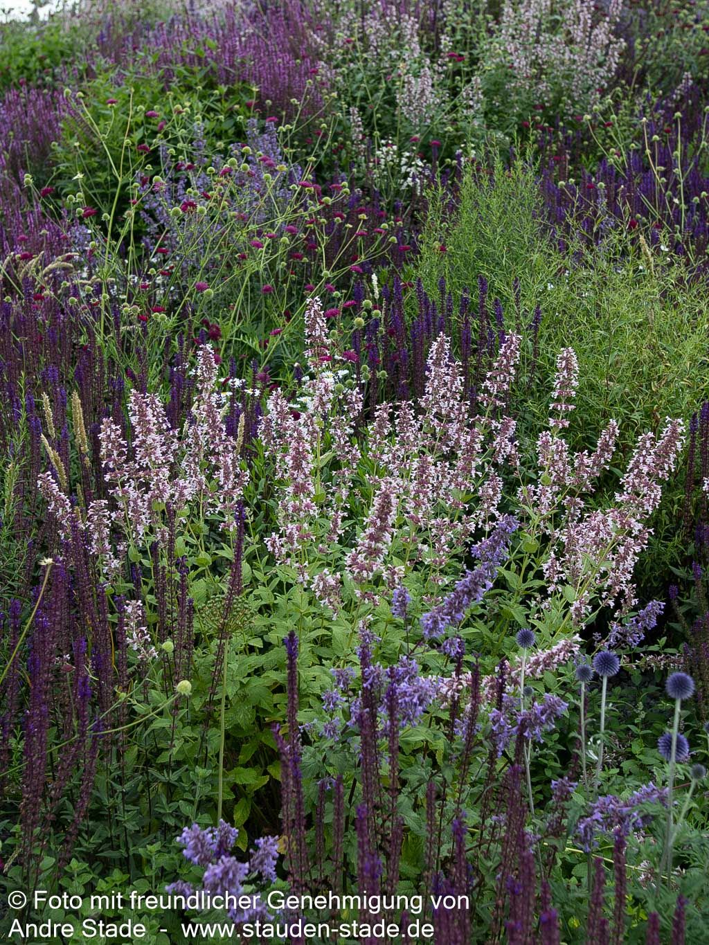 Großblütige Katzenminze 'Dawn to Dusk' (Nepeta grandiflora)