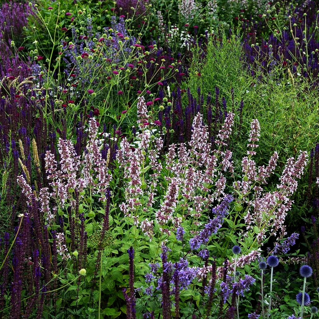 Großblütige Katzenminze 'Dawn to Dusk' (Nepeta grandiflora)