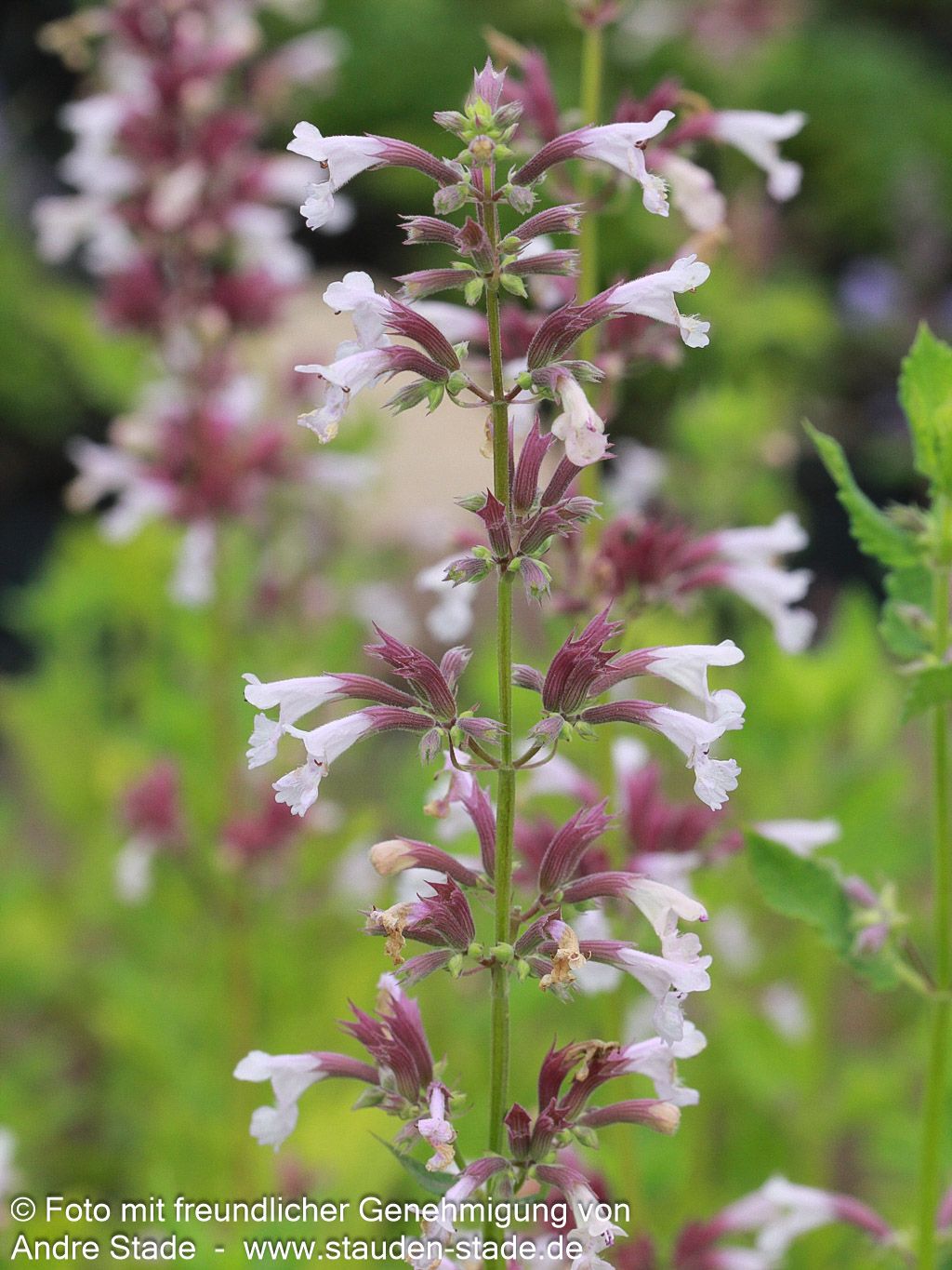 Großblütige Katzenminze 'Dawn to Dusk' (Nepeta grandiflora)