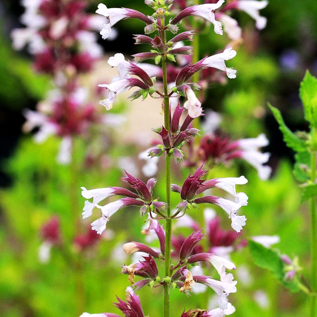 Großblütige Katzenminze 'Dawn to Dusk' (Nepeta grandiflora)