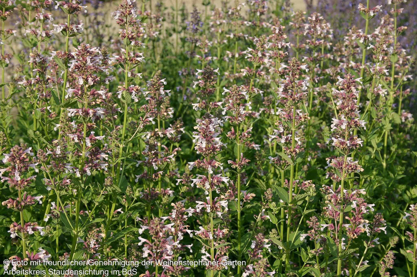 Großblütige Katzenminze 'Dawn to Dusk' (Nepeta grandiflora)
