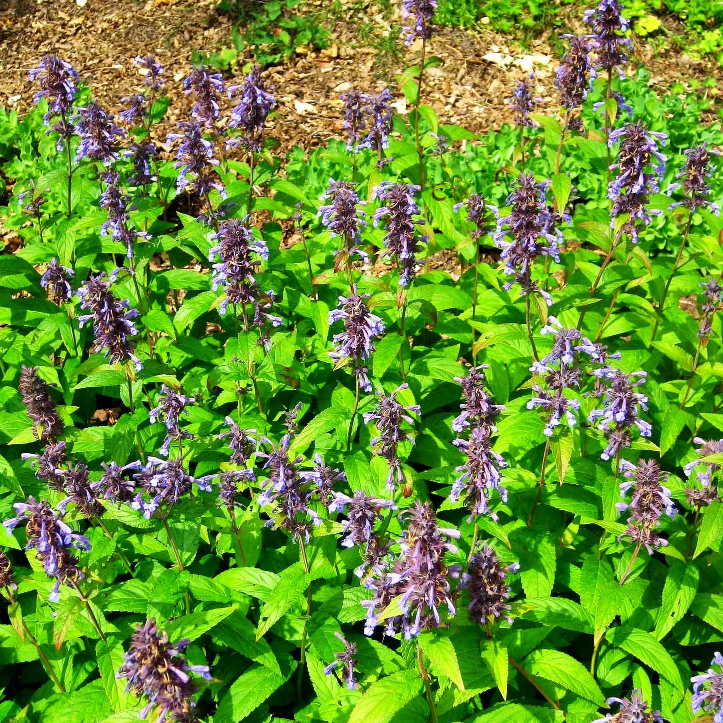 Großblütige Katzenminze (Nepeta kubanica)