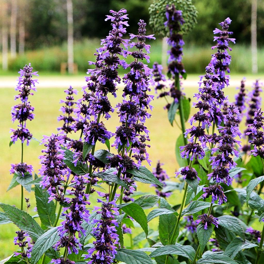 Großblütige Katzenminze (Nepeta kubanica)