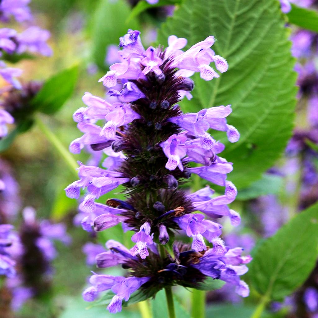 Großblütige Katzenminze (Nepeta kubanica)