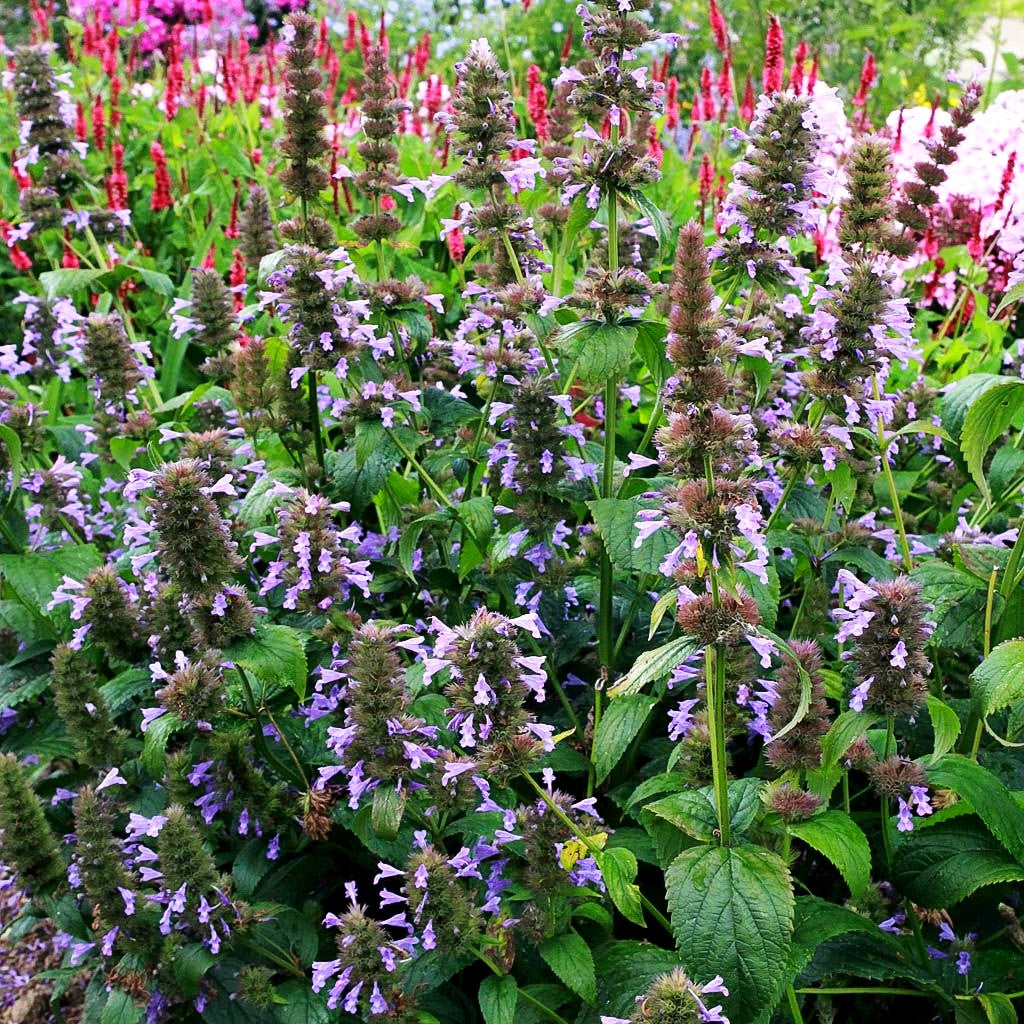 Großblütige Katzenminze (Nepeta kubanica)