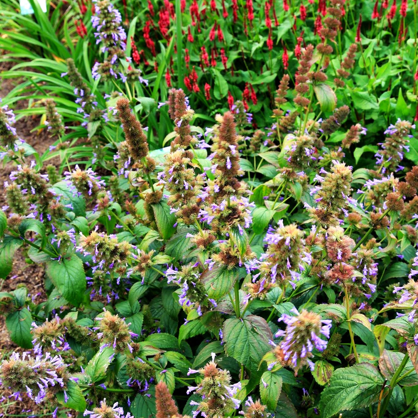 Großblütige Katzenminze (Nepeta kubanica)