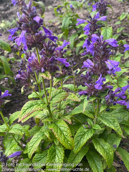 Großblütige Katzenminze 'Neptune' (Nepeta kubanica)