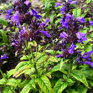 Großblütige Katzenminze 'Neptune' (Nepeta kubanica)