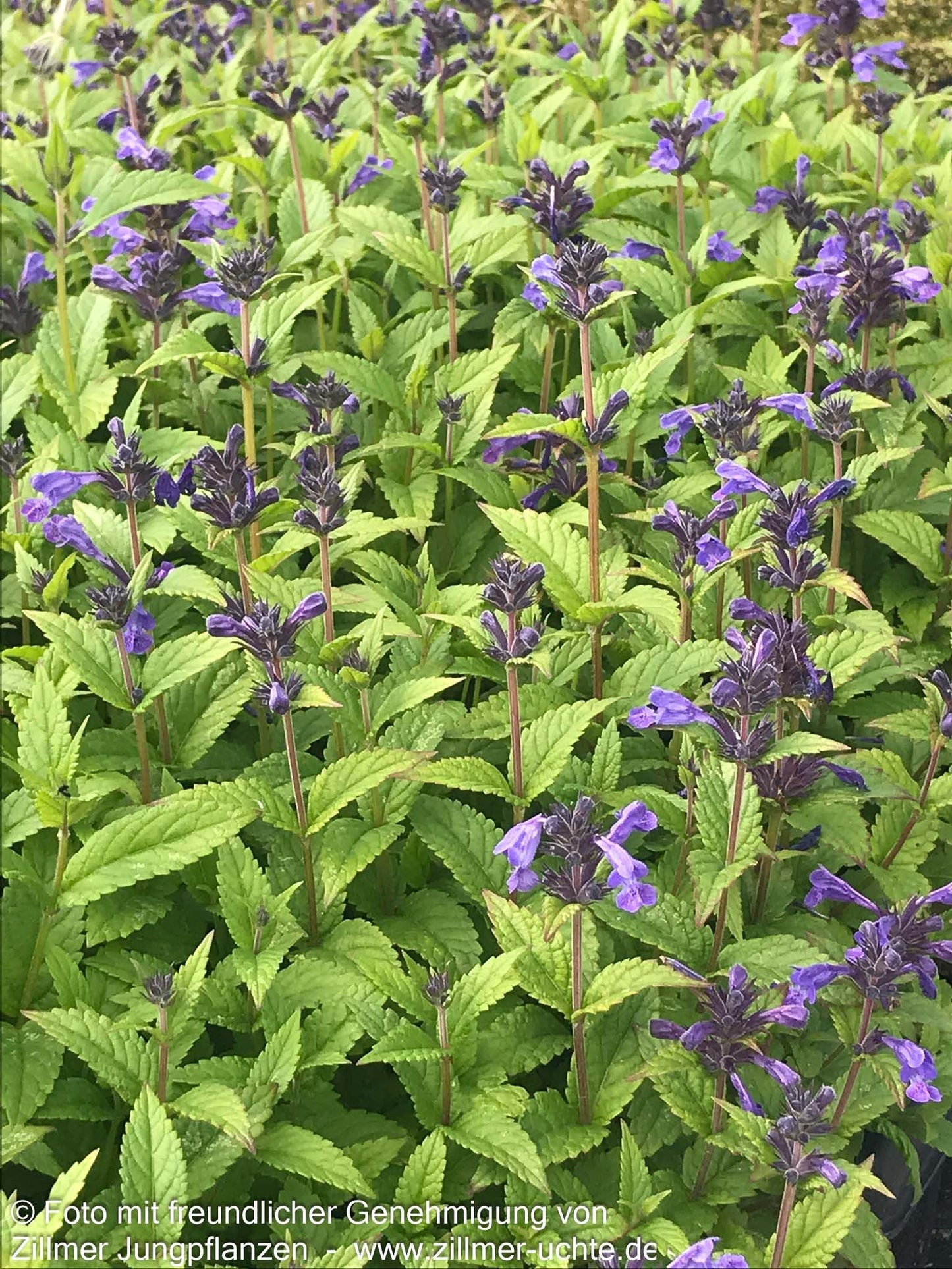 Großblütige Katzenminze 'Neptune' (Nepeta kubanica)