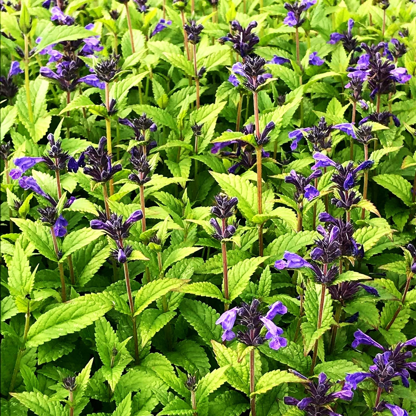 Großblütige Katzenminze 'Neptune' (Nepeta kubanica)