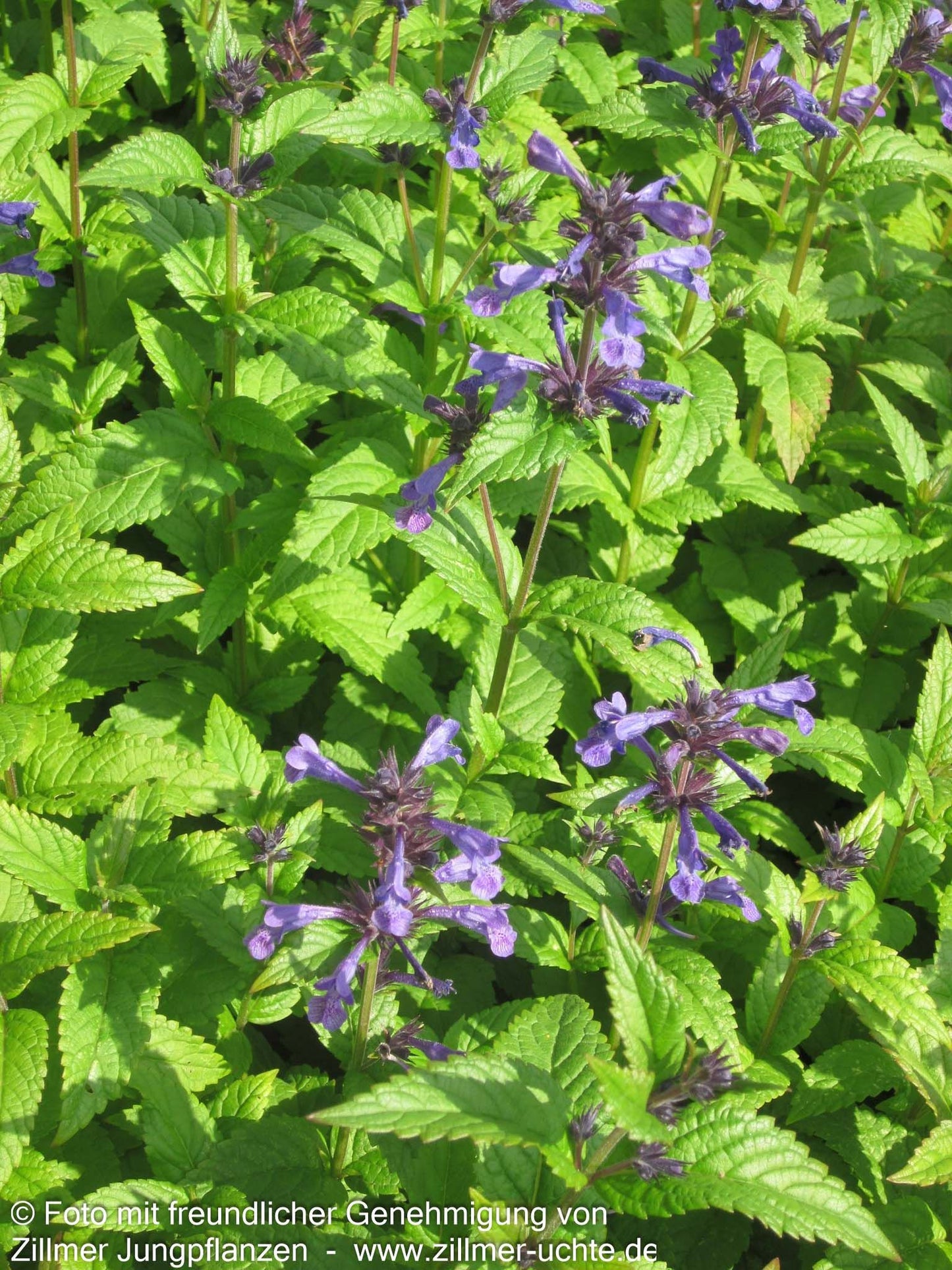 Großblütige Katzenminze 'Neptune' (Nepeta kubanica)