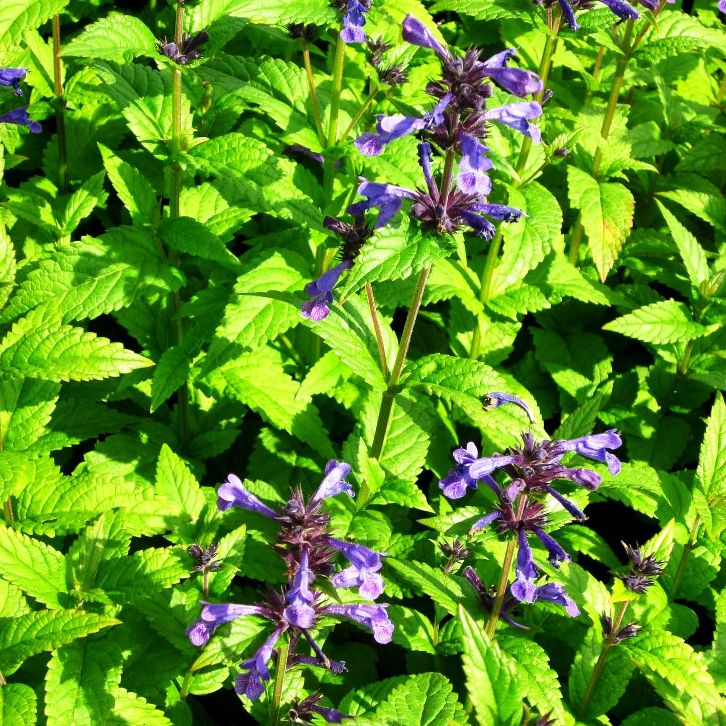 Großblütige Katzenminze 'Neptune' (Nepeta kubanica)