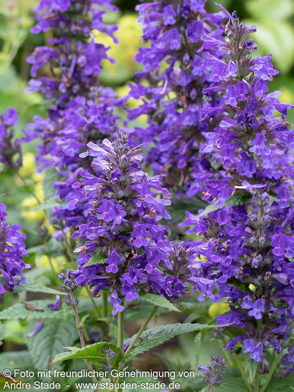 Großblütige Katzenminze 'Neptune' (Nepeta kubanica)