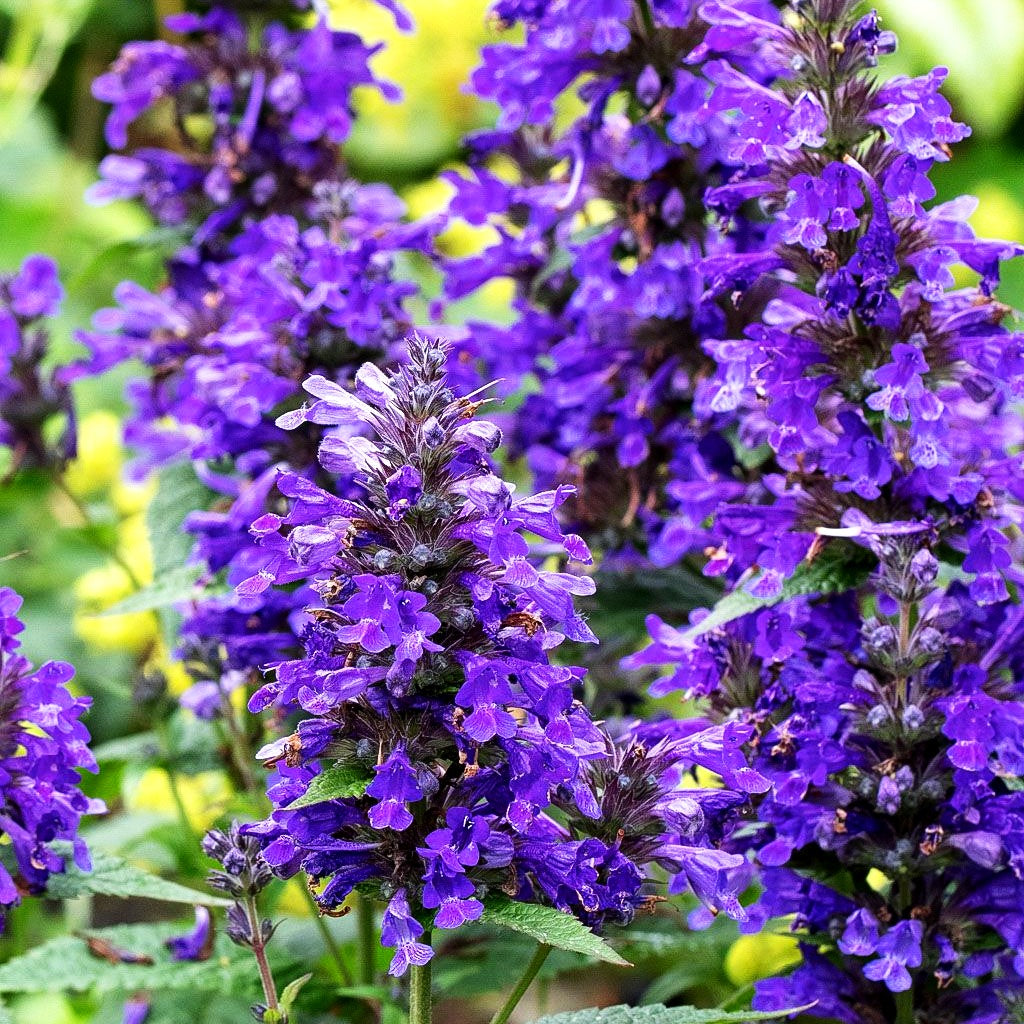 Großblütige Katzenminze 'Neptune' (Nepeta kubanica)