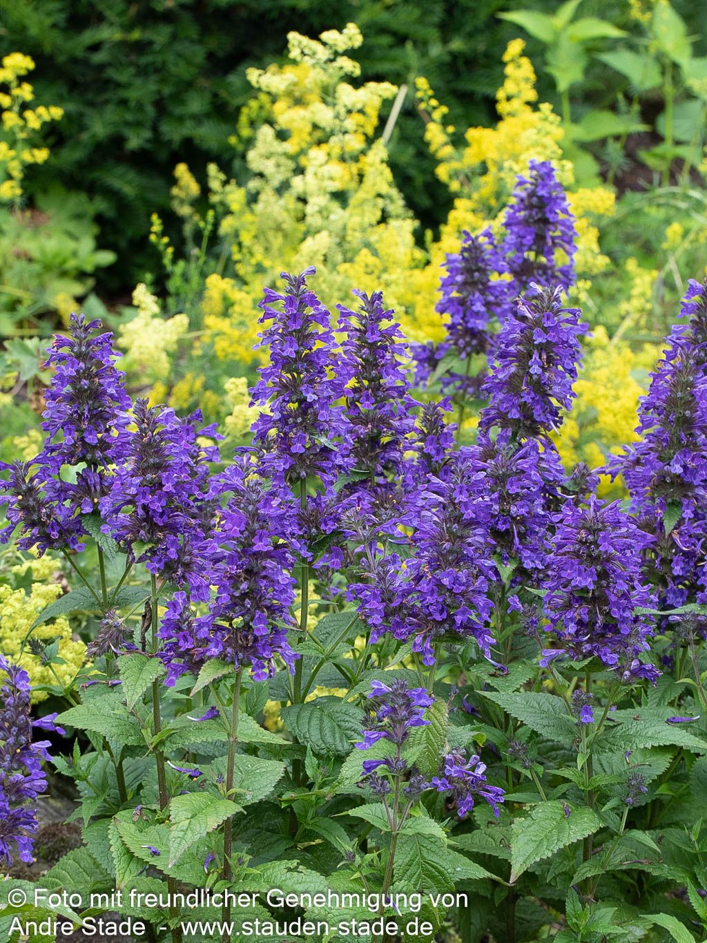 Großblütige Katzenminze 'Neptune' (Nepeta kubanica)