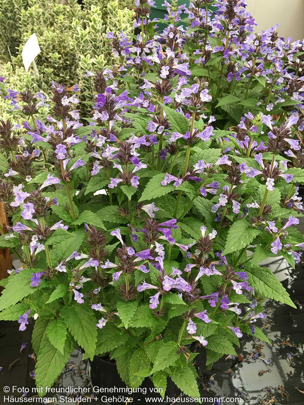 Großblütige Katzenminze 'Neptune' (Nepeta kubanica)