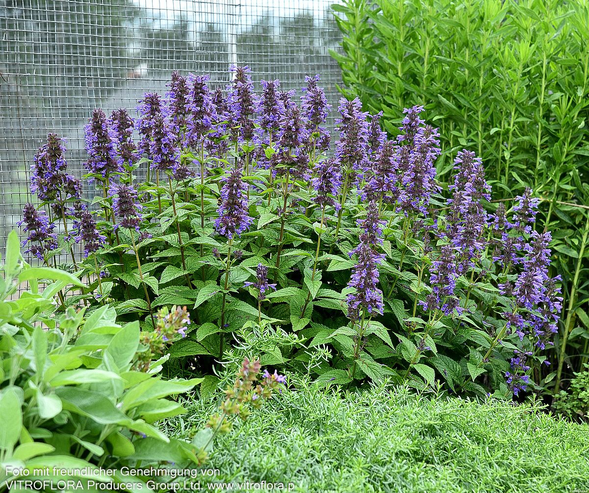 Großblütige Katzenminze 'Neptune' (Nepeta kubanica)
