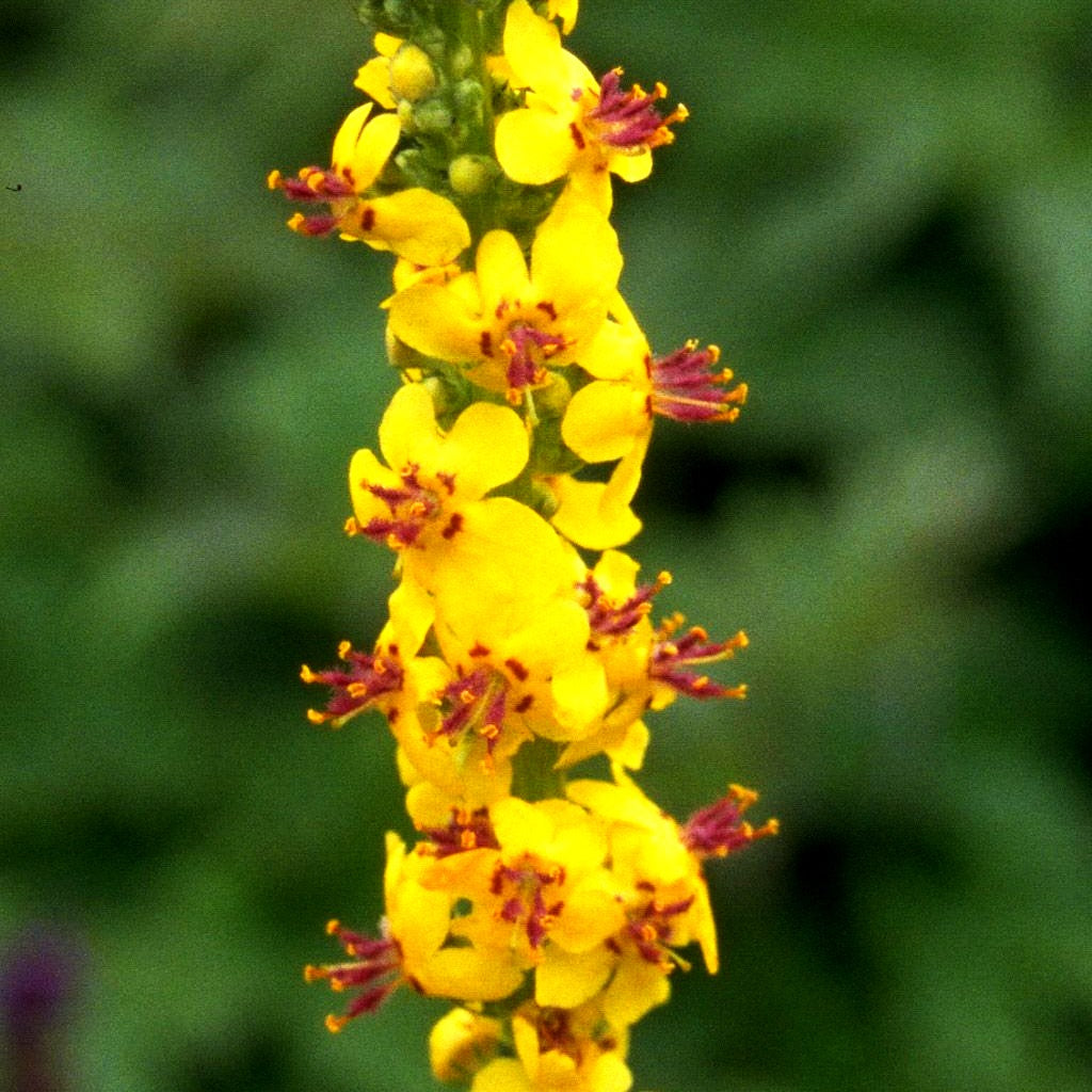 Großblütige Königskerze (Verbascum densiflorum)