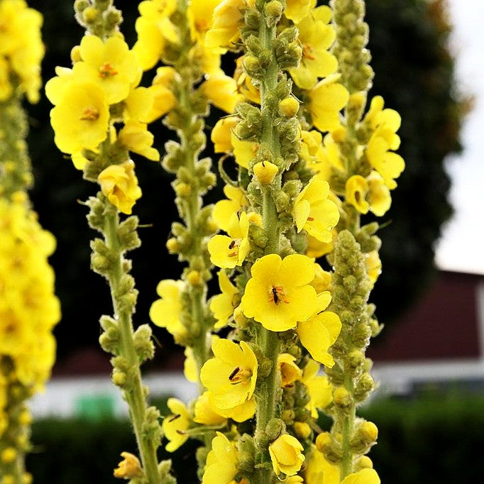 Großblütige Königskerze (Verbascum densiflorum)
