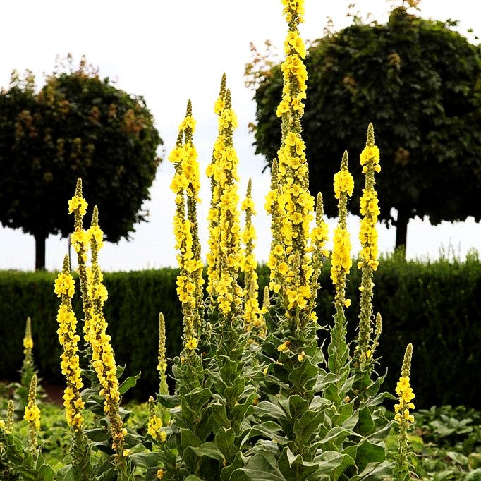 Großblütige Königskerze (Verbascum densiflorum)