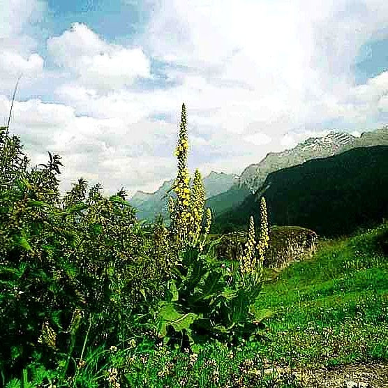 Großblütige Königskerze (Verbascum densiflorum)