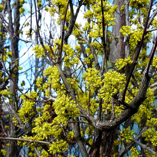Großblütige Kornelkirsche 'Golden Glory' (Cornus mas)