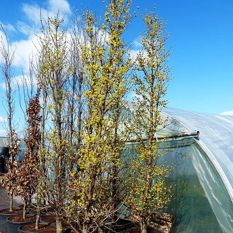 Großblütige Kornelkirsche 'Golden Glory' (Cornus mas)