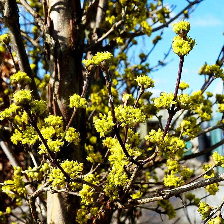 Großblütige Kornelkirsche 'Golden Glory' (Cornus mas)