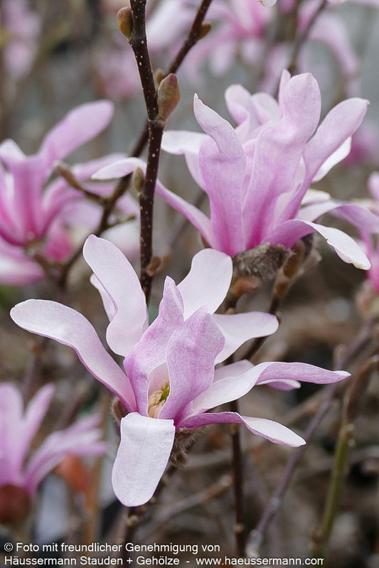 Großblütige Stern-Magnolie 'Leonard Messel' (Magnolia x loebneri)