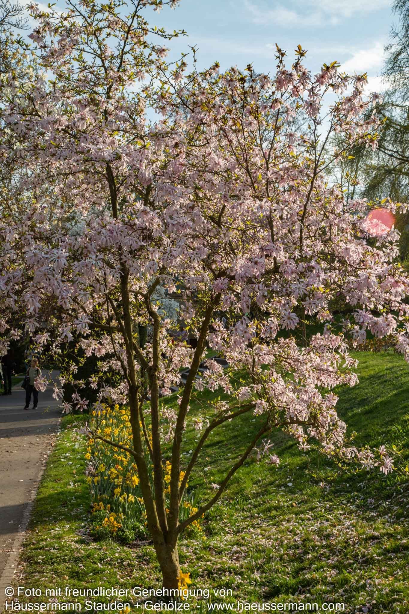 Großblütige Stern-Magnolie 'Leonard Messel' (Magnolia x loebneri)