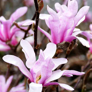 Großblütige Stern-Magnolie 'Leonard Messel' (Magnolia x loebneri)