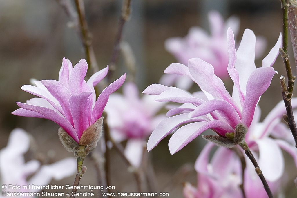 Großblütige Stern-Magnolie 'Leonard Messel' (Magnolia x loebneri)