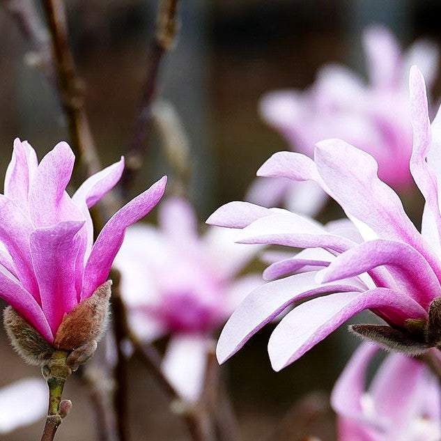 Großblütige Stern-Magnolie 'Leonard Messel' (Magnolia x loebneri)