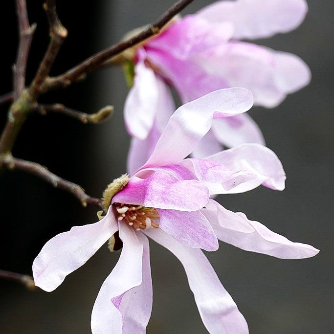 Großblütige Stern-Magnolie 'Leonard Messel' (Magnolia x loebneri)