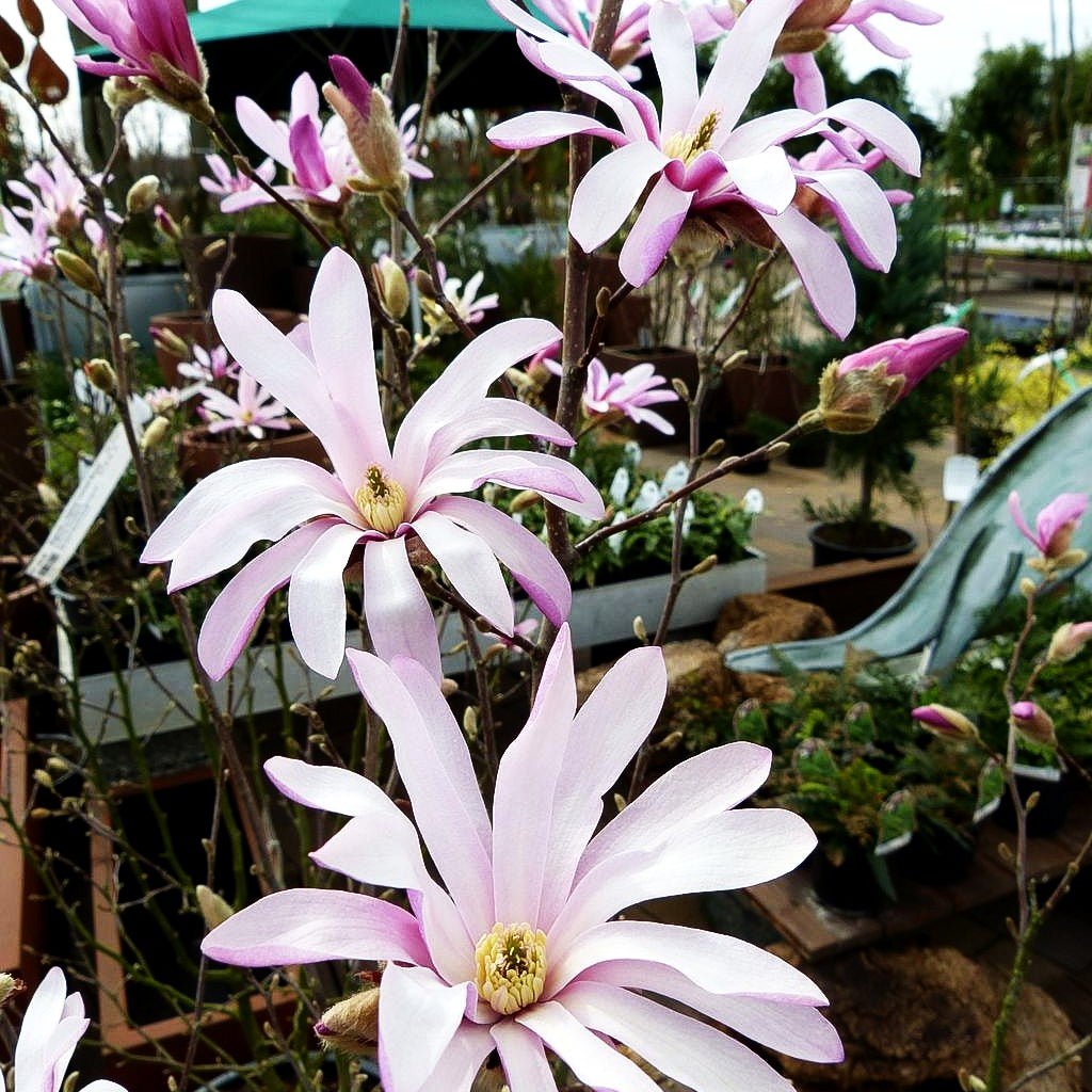Großblütige Stern-Magnolie 'Leonard Messel' (Magnolia x loebneri)