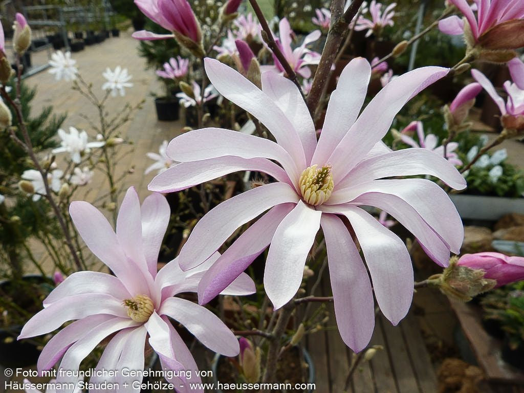 Großblütige Stern-Magnolie 'Leonard Messel' (Magnolia x loebneri)