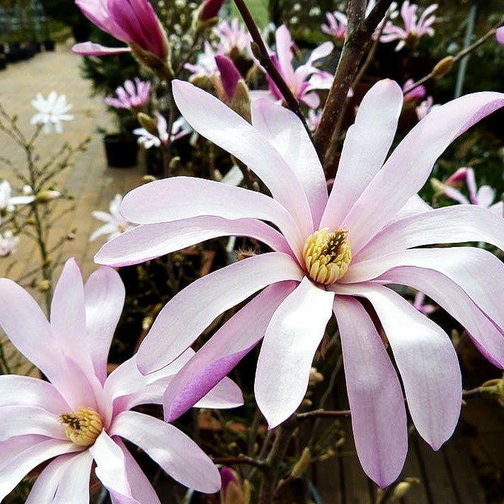 Großblütige Stern-Magnolie 'Leonard Messel' (Magnolia x loebneri)
