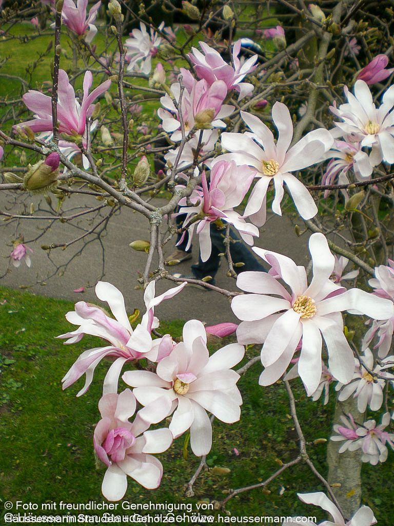 Großblütige Stern-Magnolie 'Leonard Messel' (Magnolia x loebneri)