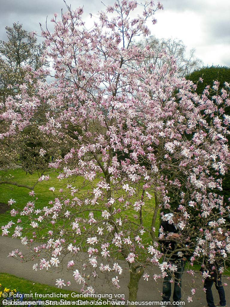 Großblütige Stern-Magnolie 'Leonard Messel' (Magnolia x loebneri)