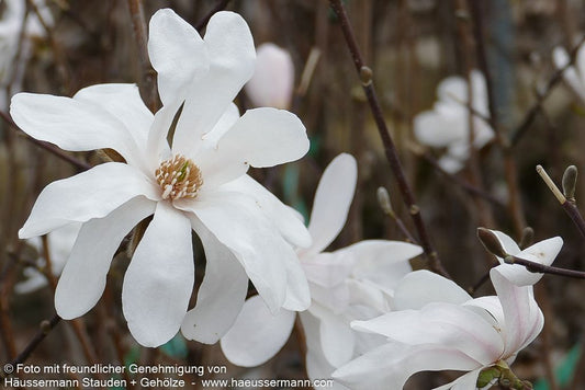 Großblütige Stern-Magnolie 'Merrill' (Magnolia x loebneri)