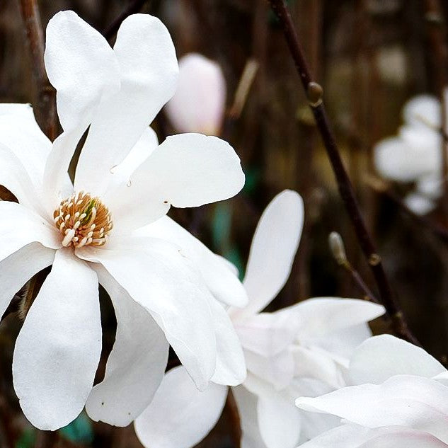 Großblütige Stern-Magnolie 'Merrill' (Magnolia x loebneri)